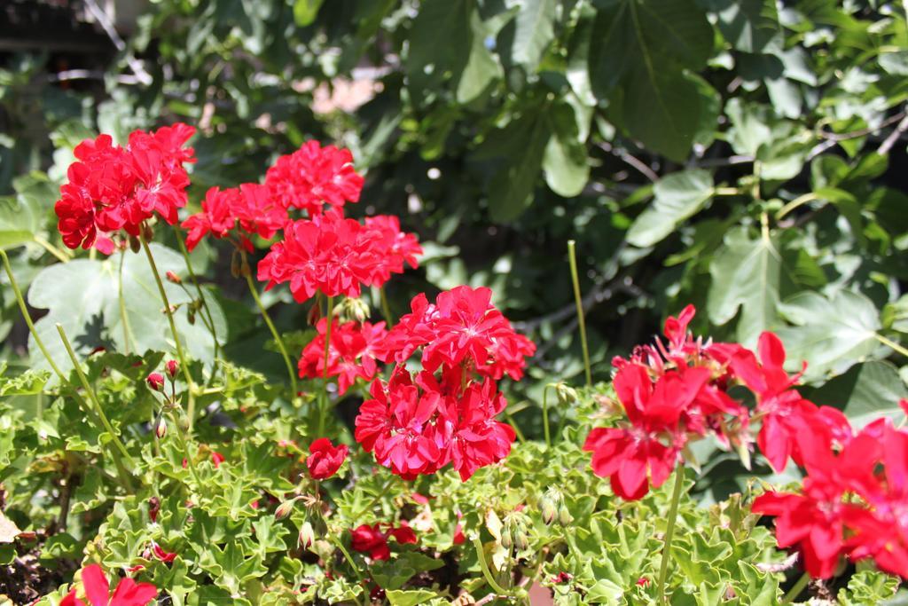 ניקולוסי B&B Etna Akme חדר תמונה